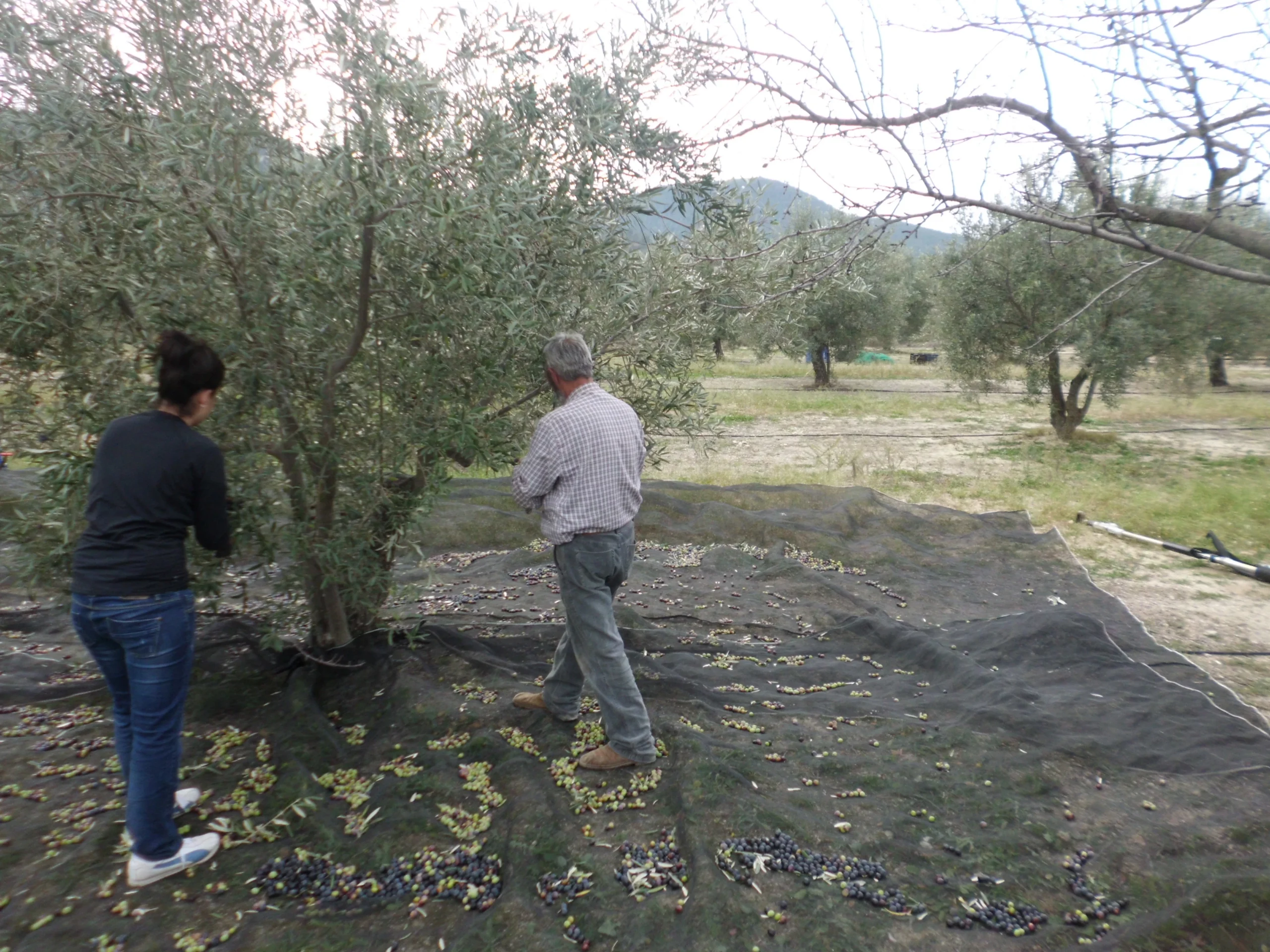 Cosecheros recogiendo aceitunas con mantas en un olivar de Bicorp