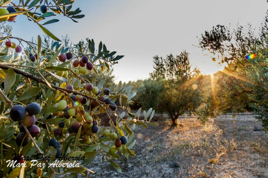 Rama de olivo con aceitunas a contraluz durante el atardecer en Bicorp